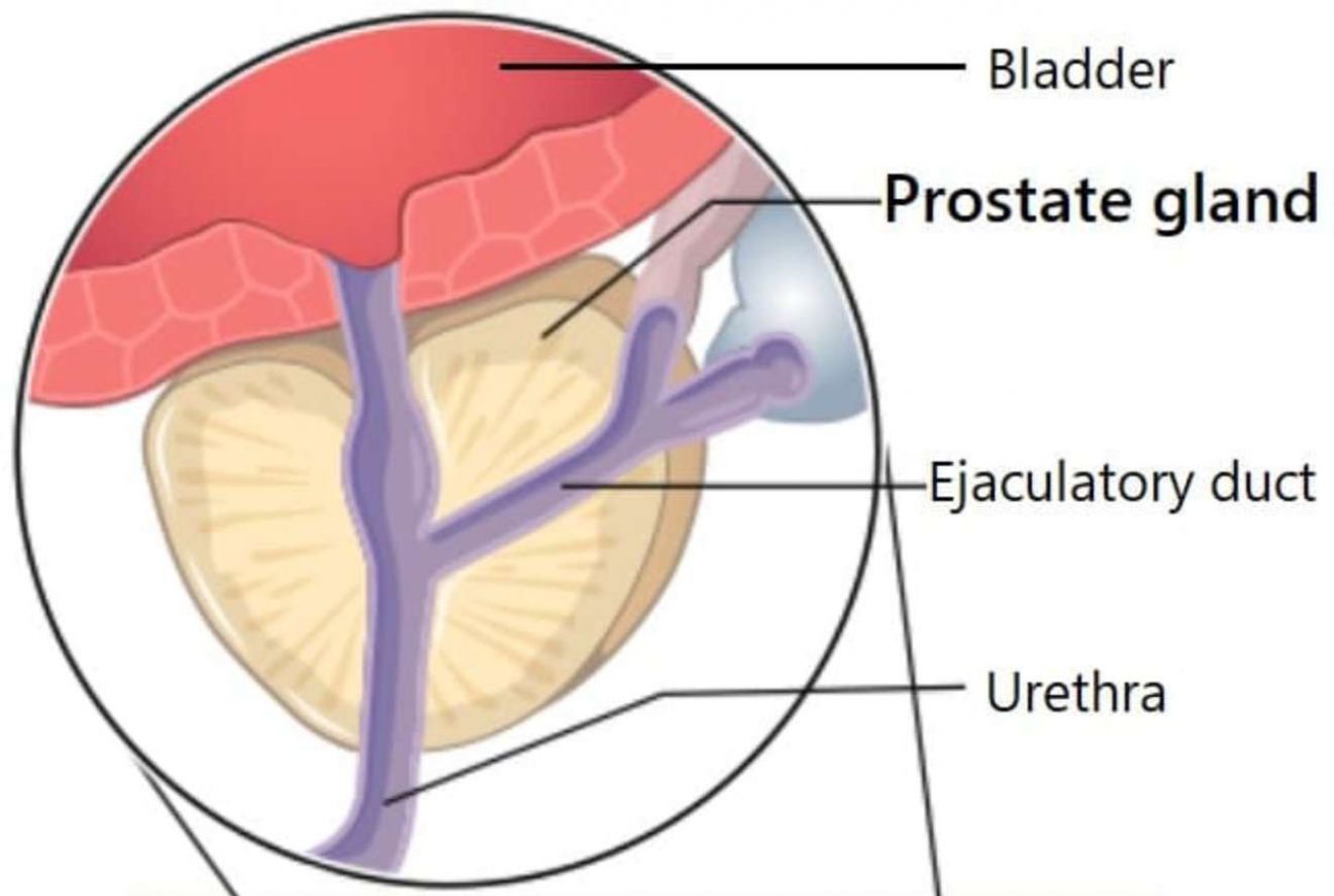 Studies On Fluxactive